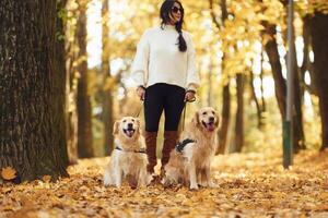 Two dogs, are on the leash. Woman on the walk in the autumn forest photo