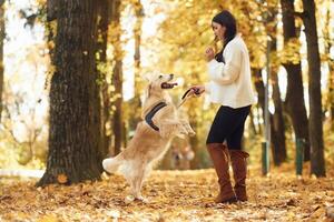 Animal is, standing on the back legs. Woman is on the walk with her dog in the autumn forest at daytime photo