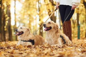View from below. Woman on the walk with her two dogs in the autumn forest photo