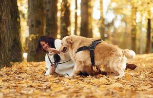 Smiling and ,playing. Woman on the walk with her two dogs in the autumn forest photo