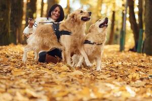 Woman on the walk with her two dogs in the autumn forest photo