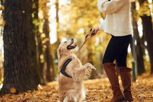 Animal is standing on the back ,legs. Woman is on the walk with her dog in the autumn forest at daytime photo