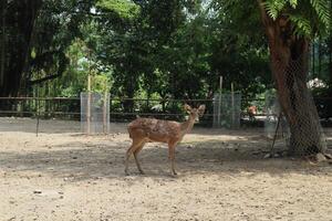 deer under the tree photo