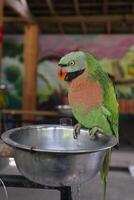 green parrot on the bowl photo