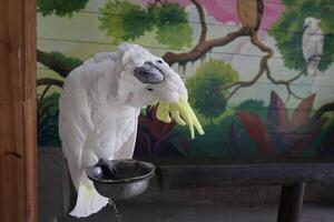funny pose of cockatoo photo