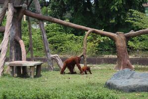 orangutan on the nature playground photo