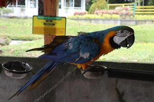 colorful parrot on the branch photo