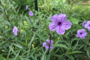 closeup picture of Ruellia simplex or desert petunia photo