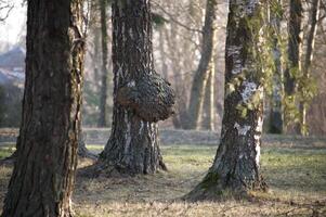 A birch tree with a large burl stands out in a tranquil woodland on a sunny day. photo
