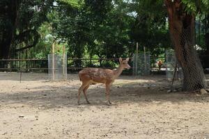deer in the park photo