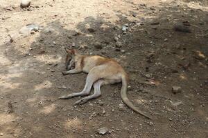 kangaroo sleeping on the ground photo