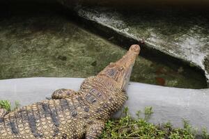closeup picture of crocodile photo