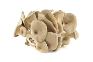 Fresh Oyster Mushrooms on White Background Displaying Natural Clustered Growth. photo