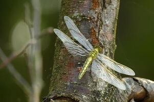 Golden-ringed dragonfly resting on a tree branch, its wings catching the soft, dappled light. photo