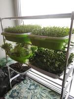 Microgreens Growing System on the windowsill photo