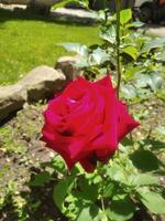 A beautiful red summer rose photo