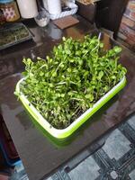 Sunflower microgreens in a tray on a table photo