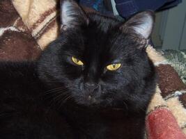 Mysterious Black Cat with Yellow Eyes photo