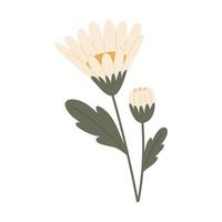 White daisies in bloom. illustration. vector