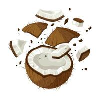 Illustration of broken coconut scattered, isolated on white background. vector