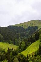 Forest and meadow covered hills in the summer photo