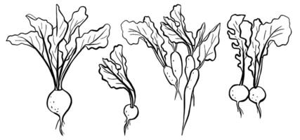 Radish Vegetable Hand Drawn Line Icon Set vector
