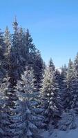 An aerial view captures snow-covered trees in a serene winter landscape with mountains in the background. The clear blue sky adds to the peaceful atmosphere as daylight fades. Vertical footage video