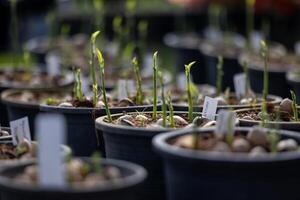 Seedling of jackfruit seed germination for propagation and tropical fruit usage photo