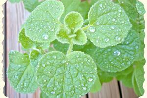 Close-up view of water droplets resting delicately on the green leaves of an oregano plant. The droplets reflect light, enhancing the natural texture of the leaves, showcasing the freshness photo