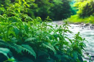 Lush green nettle plant growing on the bank of a fast-flowing mountain river in summer surrounded by rocks and vegetation photo