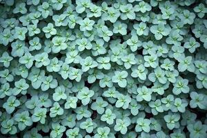 A beautiful top view of a green leaves pattern in the garden, showcasing the intricate arrangement of various leaves. The vibrant green hues create a calming and natural background, perfect photo