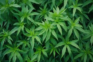 A top view of cannabis leaves, showcasing the rich green color and distinctive shape of the marijuana plant. The background highlights the natural, vibrant leaves, creating a striking photo