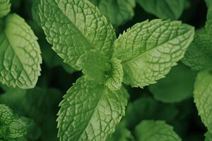 A close-up of fresh pepper mint leaves, creating a textured background filled with vibrant green shades. The detailed texture of the leaves highlights their veins, adding depth photo