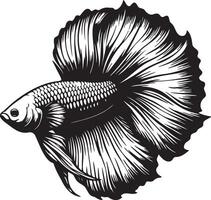 Betta Splendens Fish Sketch. vector
