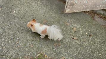 A white and red Chihuahua and a black Chihuahua are going for a walk video