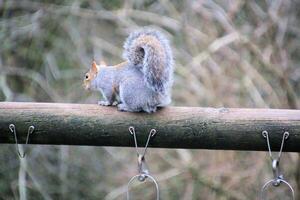 A squirrel sitting on a wooden fence photo
