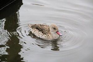 A duck with a red beak swimming in the water photo