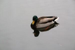 A duck swimming in the water photo