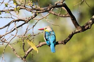 A blue and white bird sitting on a tree branch photo
