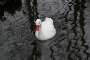 A white duck swimming in a pond photo