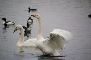Two swans are swimming in the water photo