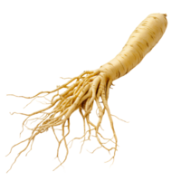 Herbal Ginseng with Detailed Texture Isolated on Transparent Background png