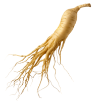 Whole Ginseng Root Isolated on Transparent Background png