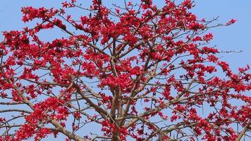 Smooth Transition Shot of Indian Red Cotton Tree with Blooming Red Flowers video