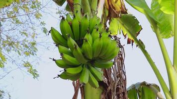 Cinematic Shot of a Banana Tree with a Full Banana Bunch Hanging video