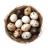 Bird eggs in a nest, overhead view. png