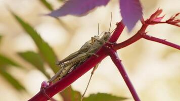 Grasshopper perched on a vibrant red stem in nature video