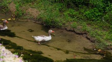 Ducks swimming in a peaceful stream at a garden video