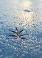 A beautiful leaf of grass frozen in ice. a frosty spring background of a leaf of last year's grass melted in the ice. Beautiful spring background high definition melting ice under the sun. High photo