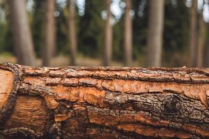 A close up of a tree trunk with some bark on it photo